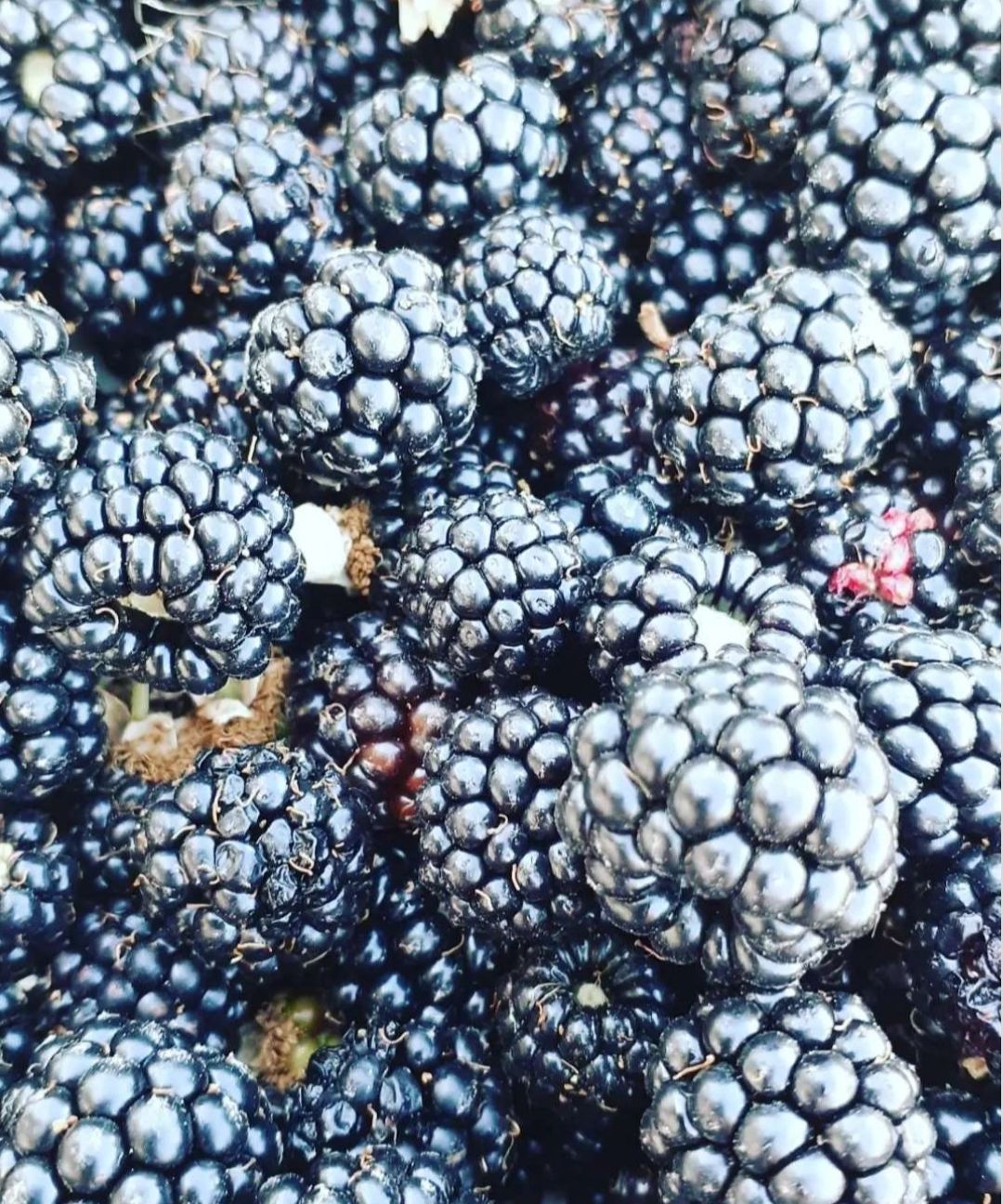 MARMELLATA DI MORE