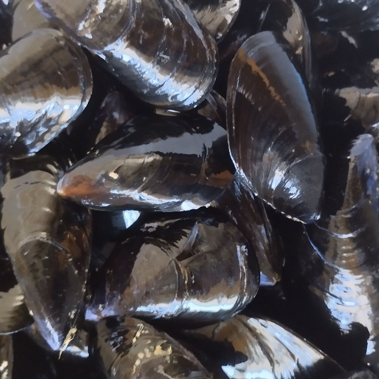 Cozze - preparazione per uso invernale