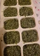 Ricetta Cubetti di Pesto di pinoli da surgelare per uso al momento