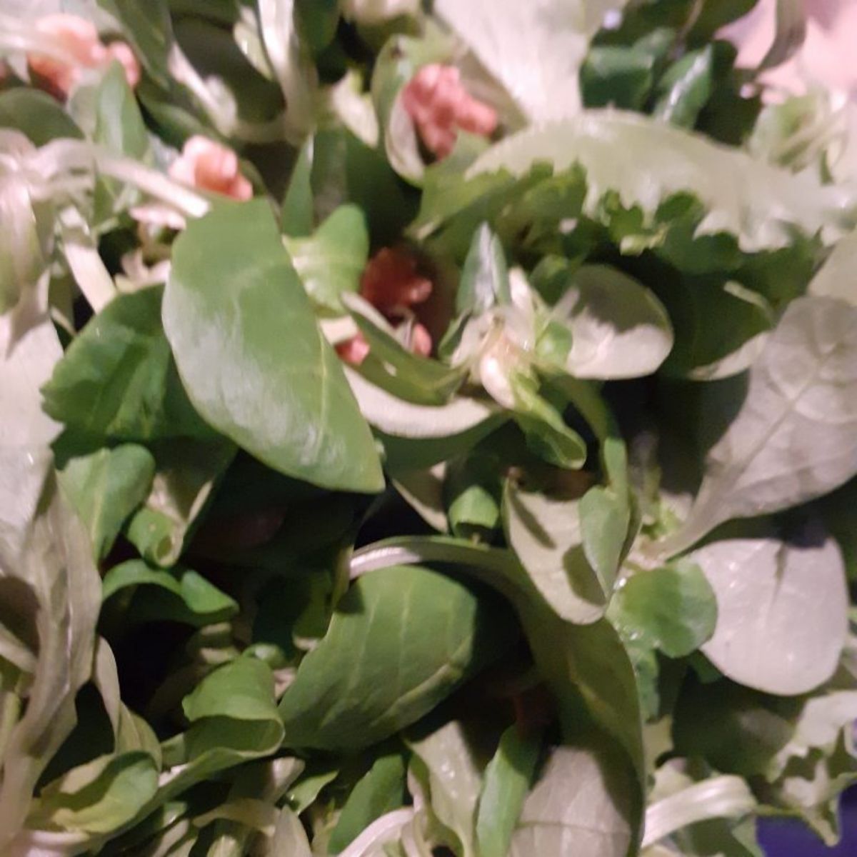 Insalata Fresca
