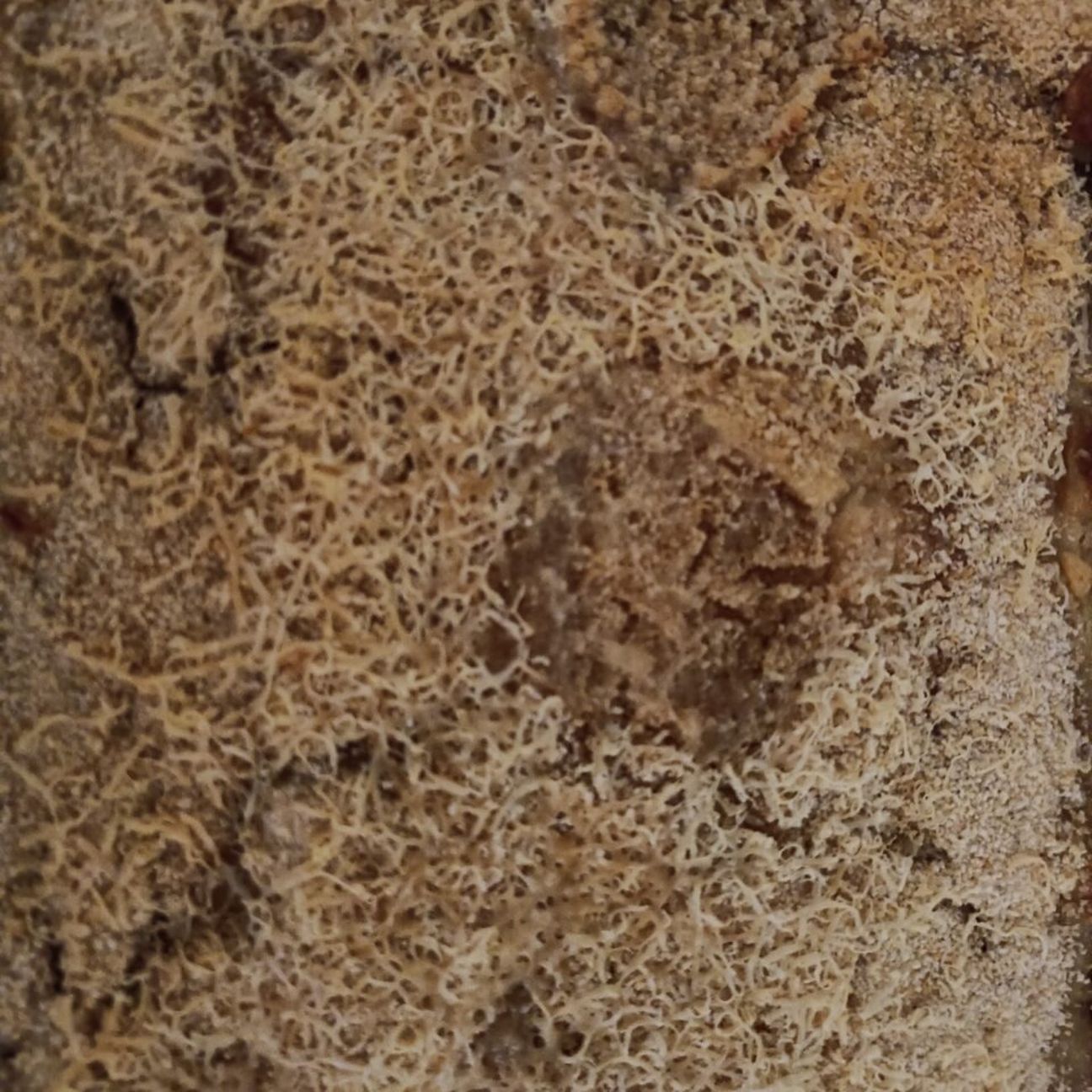 Gateu di Patate