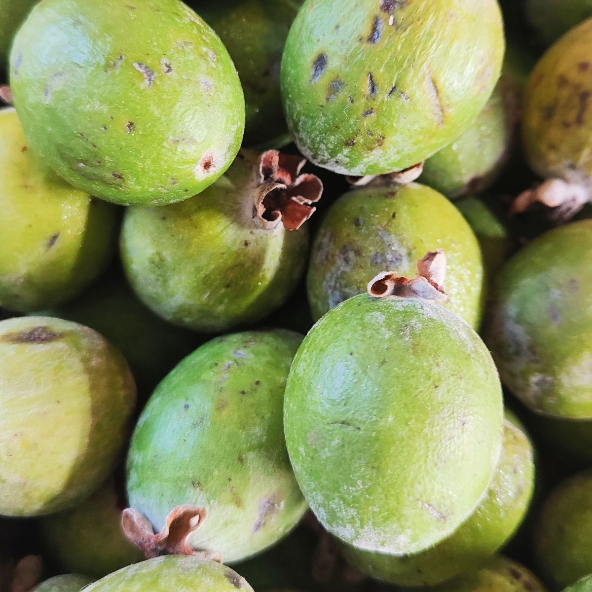 Feijoa caramellata