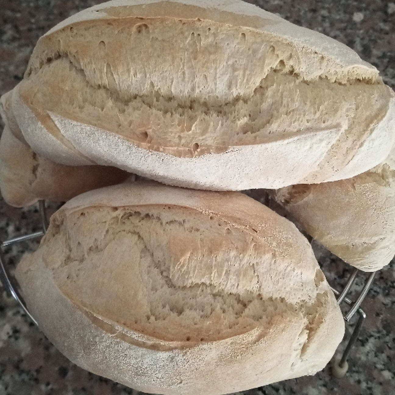 Ciriola romana