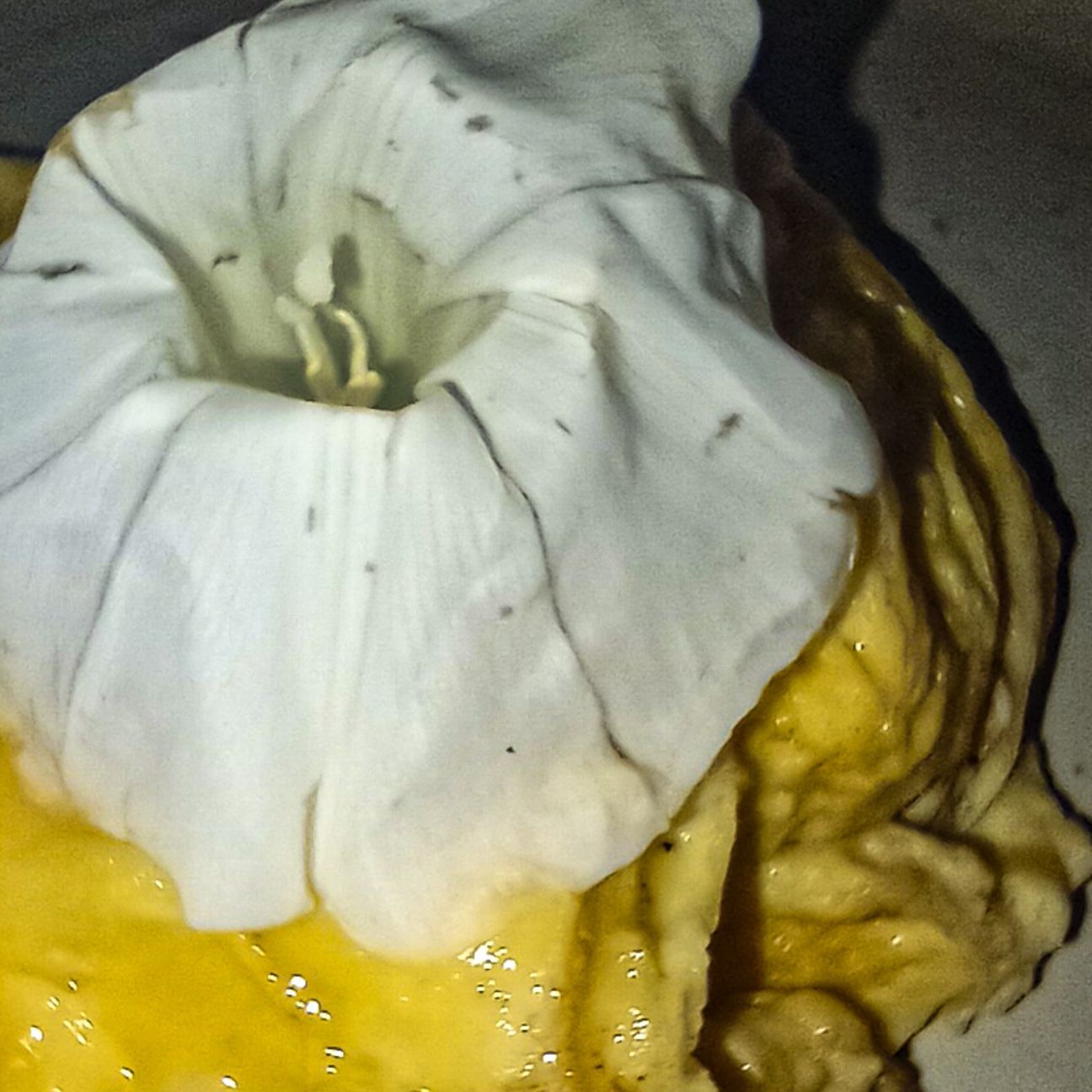 Flowery omelette