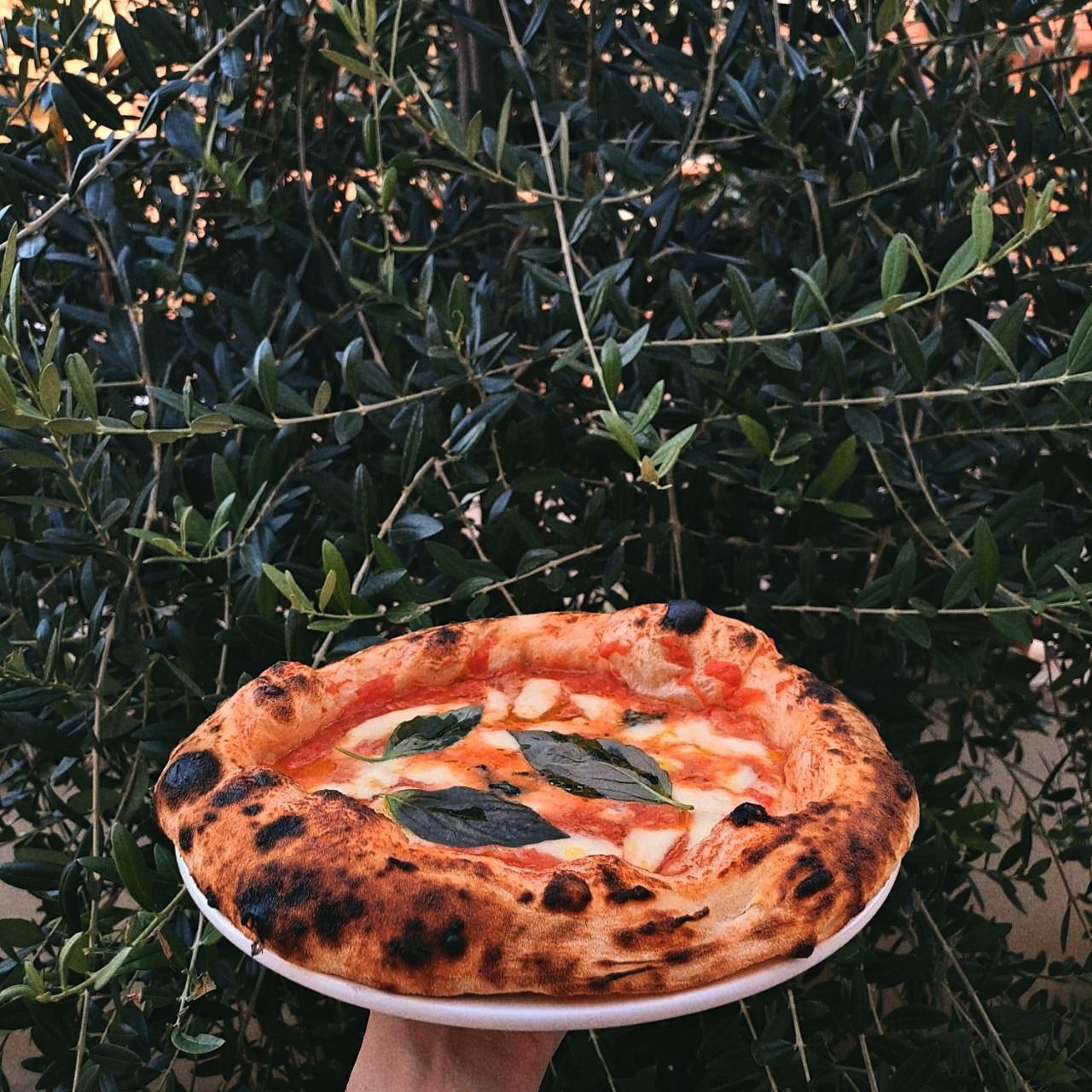 Pizza Margherita a canotto con biga al 50%